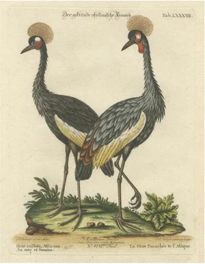 Johann Seligmann, Crested African Crane, 1770, Hand-Colored Engraving