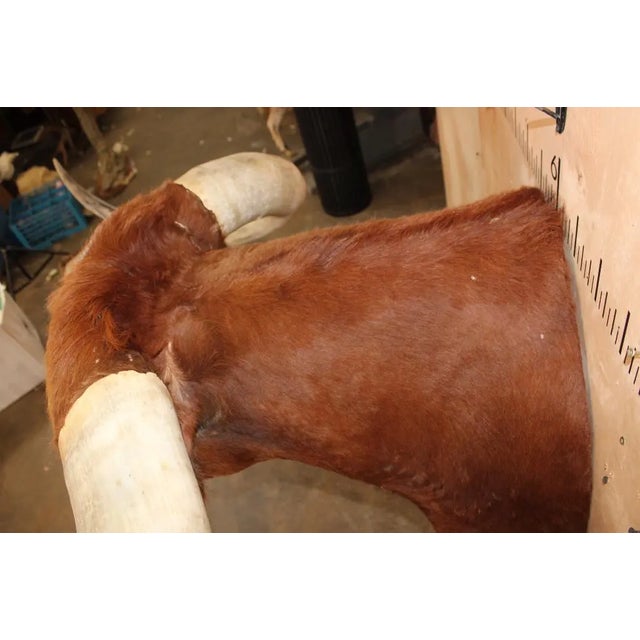 Late 20th Century Huge Texas Longhorn Shoulder Mount With a Big Texas Twist For Sale - Image 9 of 14