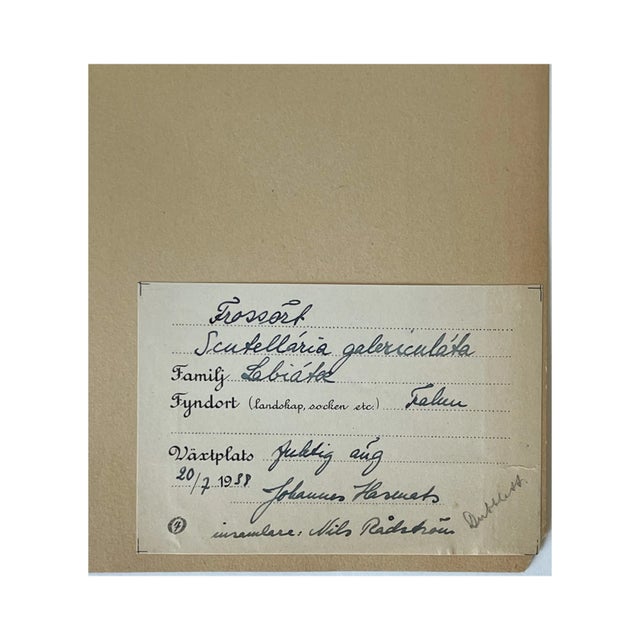 Rustic European Vintage Swedish Herbarium - Skullcap, Circa 1938 For Sale - Image 3 of 3
