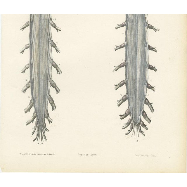 19th Century Hirschfeld and Leveille, Spinal Nerve Roots Along the Whole Cord, Hirschfeld Double Folding Plate, 1866, Paper For Sale - Image 5 of 12