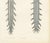 19th Century Hirschfeld and Leveille, Spinal Nerve Roots Along the Whole Cord, Hirschfeld Double Folding Plate, 1866, Paper For Sale - Image 5 of 12