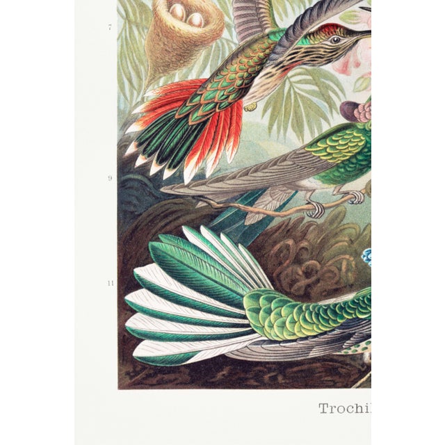 Not Yet Made - Made To Order Hummingbirds Vintage Art Print Reproduction, 24″ × 36″ For Sale - Image 5 of 8