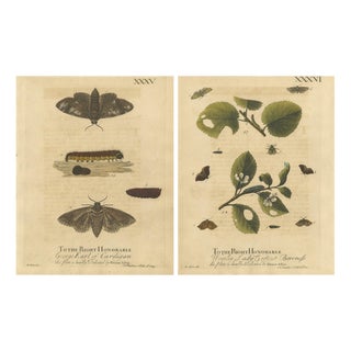 Albin, Moths with Caterpillars and Host Plants, 1720, Prints, Set of 2 For Sale