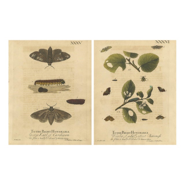 Albin, Moths with Caterpillars and Host Plants, 1720, Prints, Set of 2 For Sale
