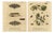 Albin, Moths with Caterpillars and Host Plants, 1720, Prints, Set of 2 For Sale