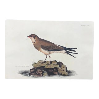 1840s John Selby Collard Pratincole, Ornithological Engraving For Sale