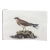 1840s John Selby Collard Pratincole, Ornithological Engraving For Sale