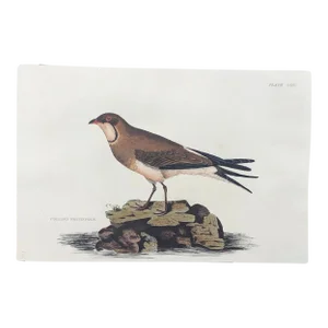 1840s John Selby Collard Pratincole, Ornithological Engraving
