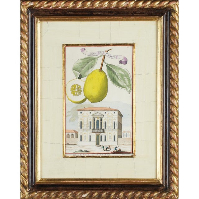 Johann Christoph Volckamer, Nürnbergische Hesperides, 1800s, Engraving & Paper, Set of 4 For Sale - Image 4 of 7