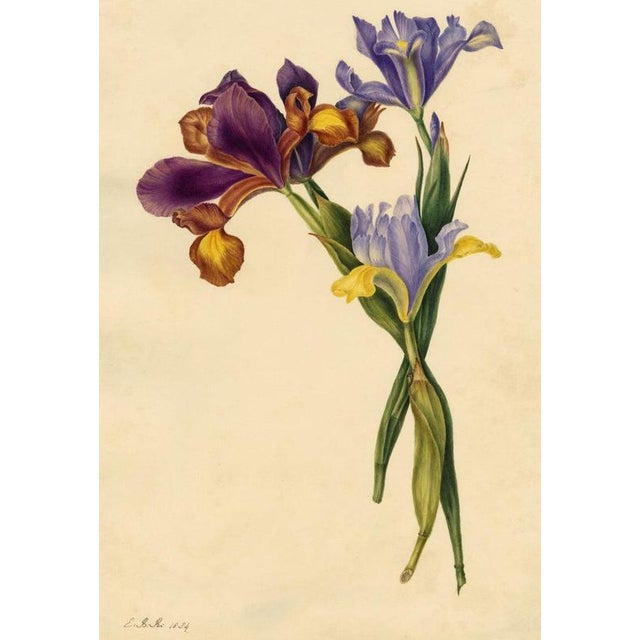 An original 1834 watercolour painting – E.B.R., Spanish Iris (Iris xiphium) Flower.A superb large botanical watercolour...