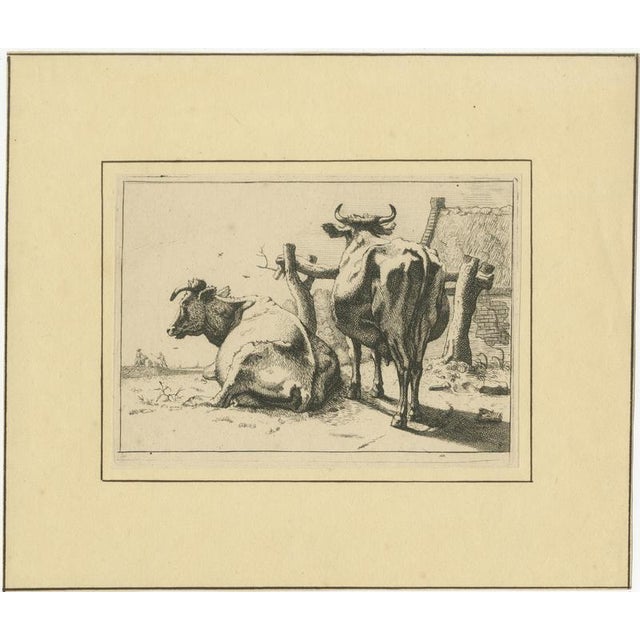 After Paulus Potter, Cattle, 1650, Set of 8 For Sale - Image 4 of 12
