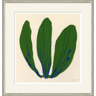Cabbage Framed Art Print by Susan Hable For Sale