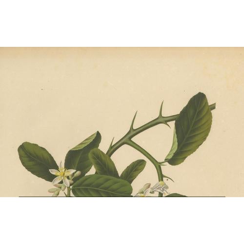 Unknown, Botanical of Buddha's Hand Citron, 1880, Chromolithograph For Sale - Image 3 of 6