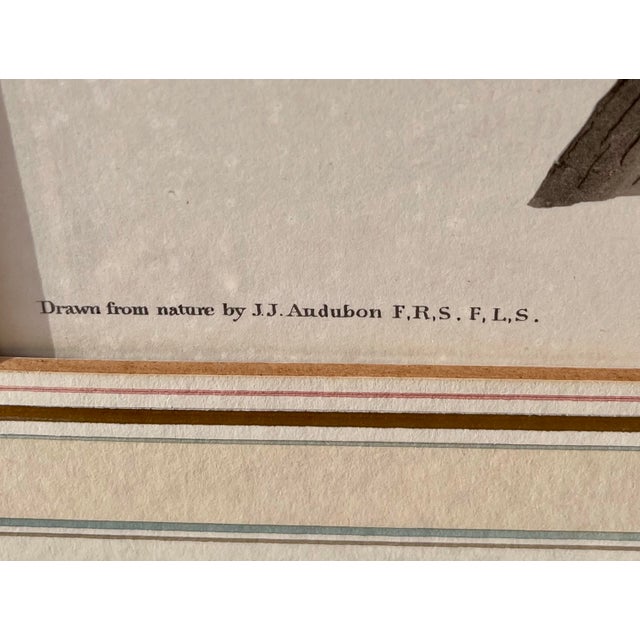 Mid-Century XLarge 35"h Reproduction Prints of Audubon "Birds of America" Engravings by R. Havell -Set of 2 For Sale - Image 13 of 17