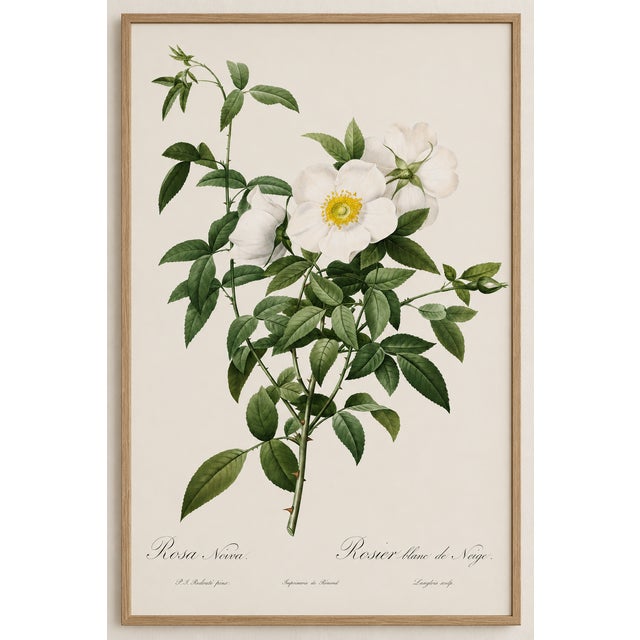 Vintage botanical artwork reproduced from Les Roses by Pierre-Joseph Redouté and refined for modern printing. Featuring...