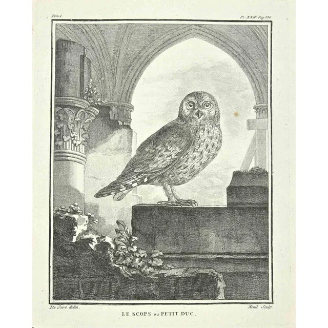 The Scops or Petit Duke is an Etching Realized by Jacques Menil in 1771. Signed in flat. with a cut a way on the lower...