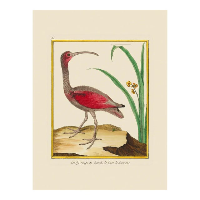 Red Curlew by Martinet Blue and Pink Giclee Reproductions For Sale