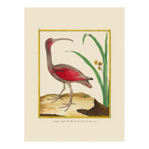 Red Curlew by Martinet Blue and Pink Giclee Reproductions