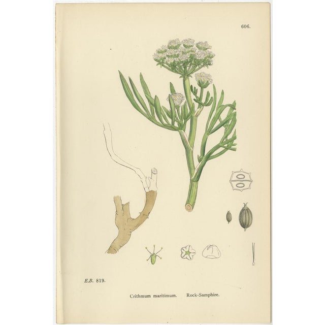 Antique British Botanical Prints, Umbellifers Set of Four, Hand-Colored c.1800 This attractive set of four original hand-...