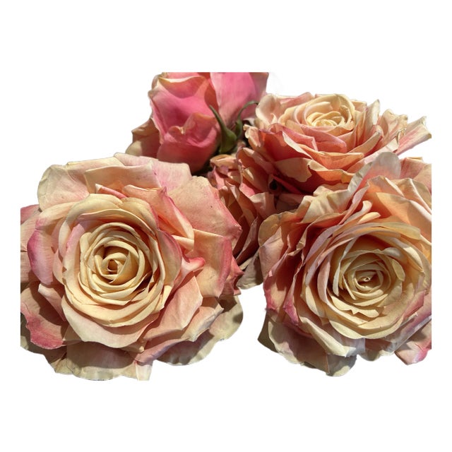 Savannah Peach Roses For Sale