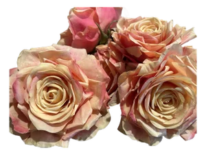 Savannah Peach Roses