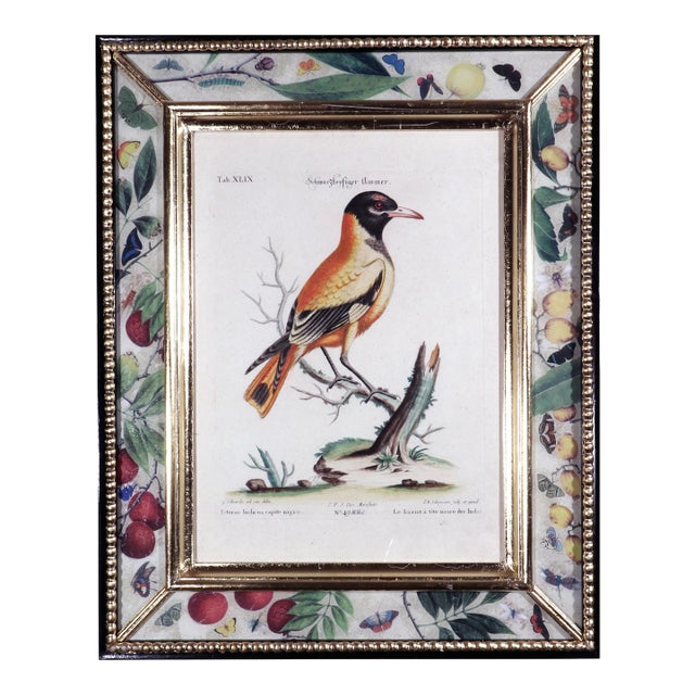 Johann Seligmann Bird Engraving of an Oriole , Tab Xlix, Le Loriot a Tete Noires Indes After George Edwards. For Sale