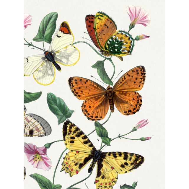 Illustration Butterflies and Moths (Paul Gervais), Vintage Art Print Reproduction, 18" × 24" For Sale - Image 3 of 6