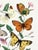 Illustration Butterflies and Moths (Paul Gervais), Vintage Art Print Reproduction, 18" × 24" For Sale - Image 3 of 6