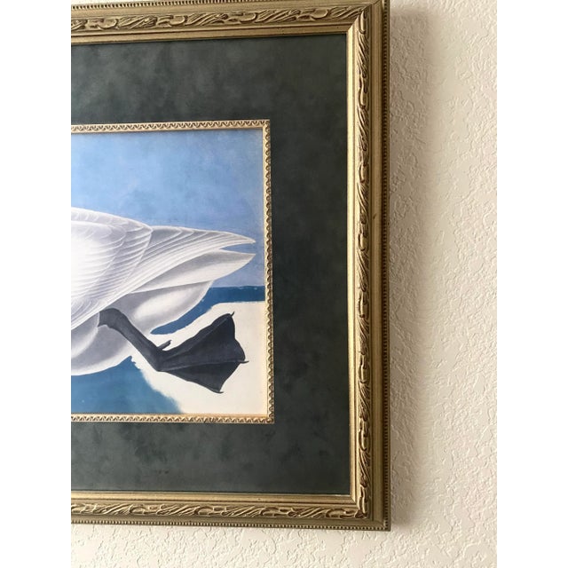 Traditional John James Audubon “Trumpeter Swan” Print Magnificently Matted and Framed Vintage Excellent Mint Condition For Sale - Image 3 of 9