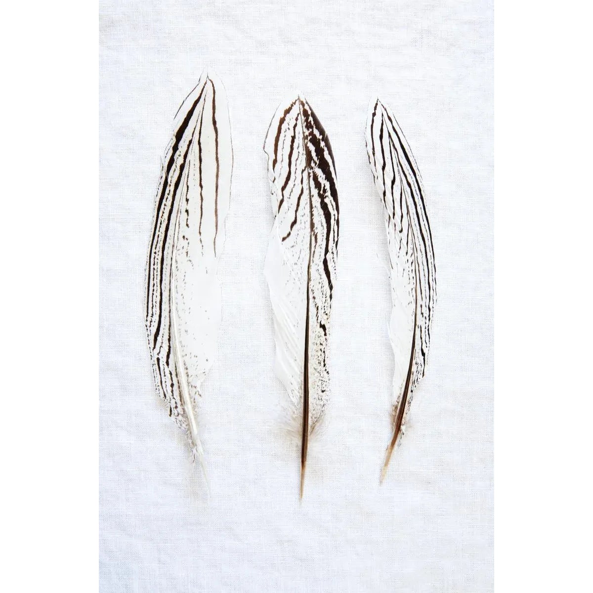 Toile - 3 Feathers
