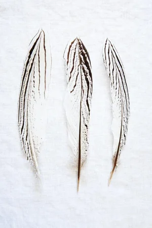 Three Feathers by Trinette + Chris Print, 30" x 45"
