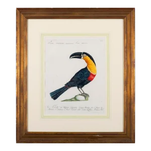 Antique Bird Engraving of a Tucano Mangiapepe by Saverio Manetti