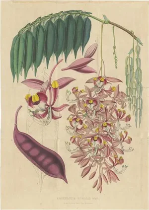 Van Houtte, Botany Illustration of the Amherstia Nobilis, 1849, Print
