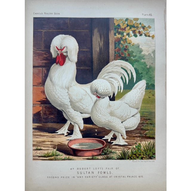 Late 19th Century Late 19th Century Poultry Print Collection: Leghorns, Sultan, Andalusians & Brahmas - Set of 4 Chromolithographs For Sale - Image 5 of 6
