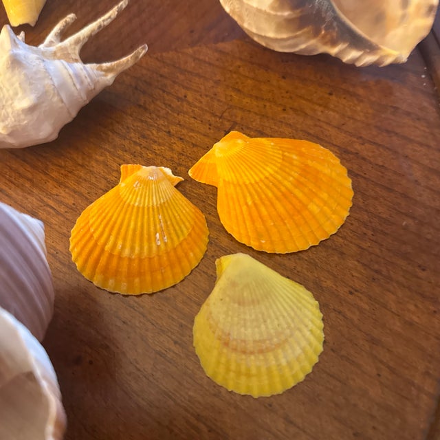 Curated Coastal Marine Specimen & Sea Shell Collection For Sale In Minneapolis - Image 6 of 12