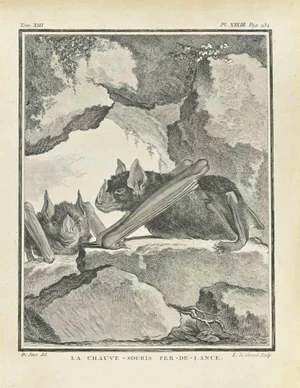 Louis Legrand, La Chauve, Etching, 1771
