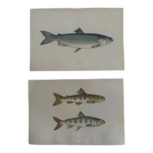 Pair of 19th Century Fish Prints From the Fishes of the British Islands by Jonathan Couch f.l.s.