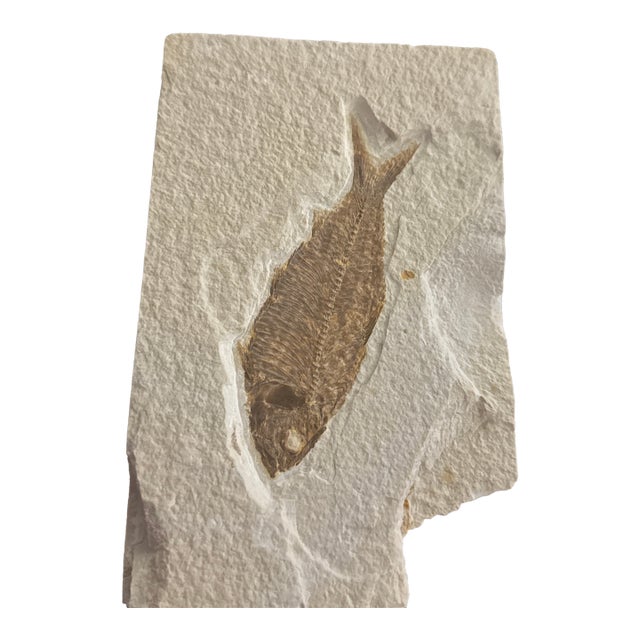 Fossilized Knightia Eocaena From the Green River Formation With Coa and Stand For Sale