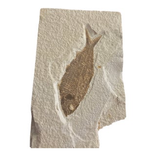 Fossilizws Knightia Eocaena From the Green River Formation With Coa and Stand For Sale