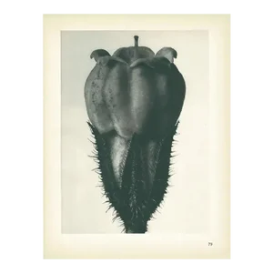 1928 Alum, Original Period Photogravure N79 by Karl Blossfeldt