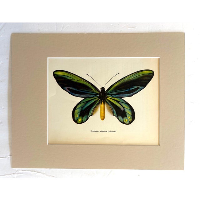 Art Deco Vintage 1965 Butterfly Print in 11x14 Mat: Ornithoptera Alexandrae (Rothschild) For Sale - Image 3 of 3