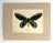 Art Deco Vintage 1965 Butterfly Print in 11x14 Mat: Ornithoptera Alexandrae (Rothschild) For Sale - Image 3 of 3