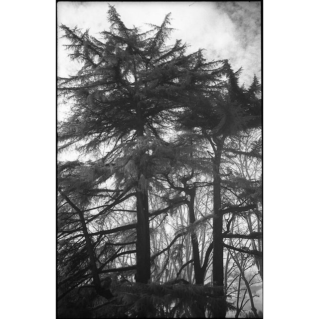 Paul Cooklin, Roman Cypress Trees, Italy, Edition of 50 For Sale - Image 7 of 7