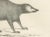 Mid 19th Century C.C. G. Zool., The Cape Meerkat and Lalandes Civet Hyena, 1836, Lithograph For Sale - Image 5 of 12