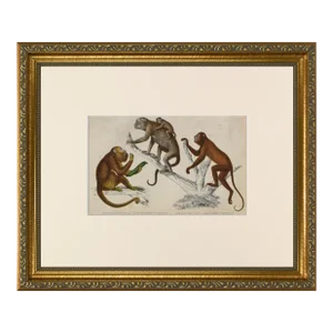 19th Century Antique English Monkey Engraving