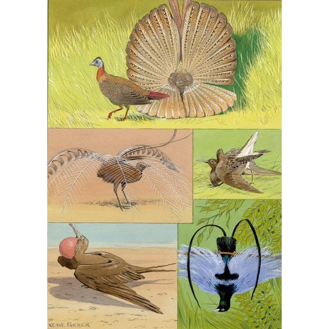 William Neave Parker, Bird Courtship Illustration, 1950s, Gouache Drawing For Sale - Image 9 of 9