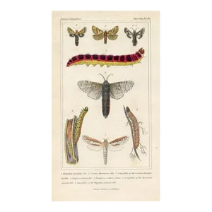 1834, Ghost Moth Print, Original Hand Colored Engraving