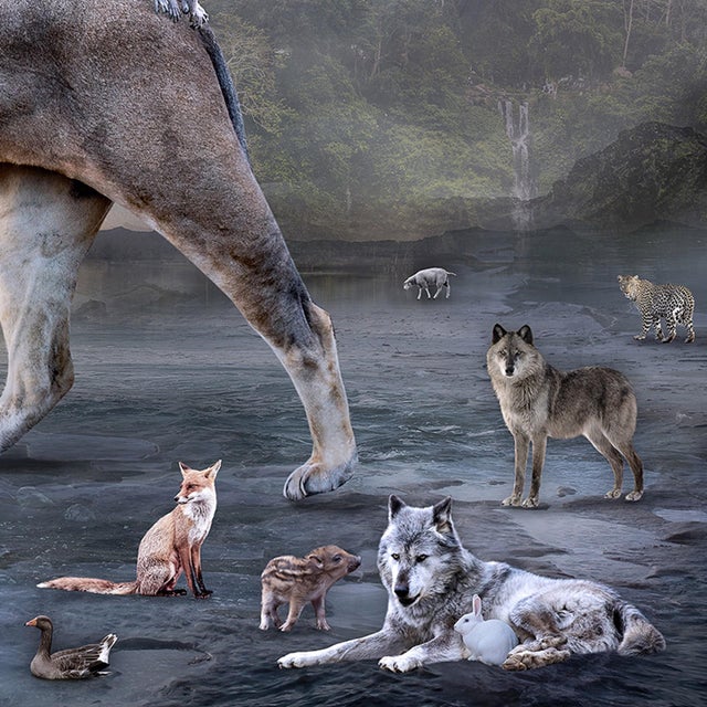 Contemporary The Golden Age by Marcin Owczarek | Photography of a lion with various animals in a landscape For Sale - Image 3 of 4