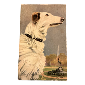 Antique French Postcard of Beautiful White Dog