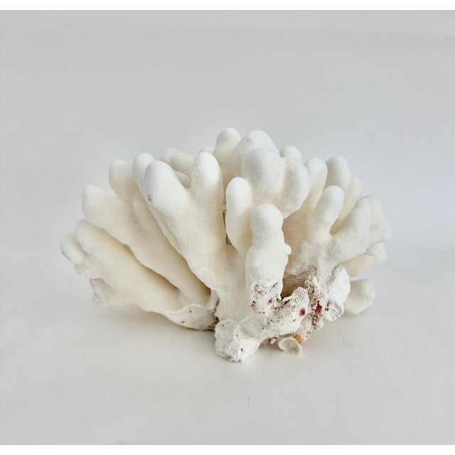 Late 20th Century Natural Pacific Elk Coral Coastal Home Decor For Sale - Image 5 of 8